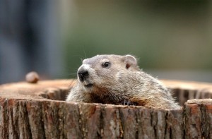 birmingham alabama - Groundhog Day