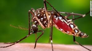 zika mosquito vector