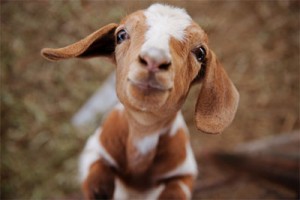 baby goat - Weird Animal Names 