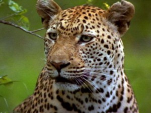 leopard Weird Animal Names 