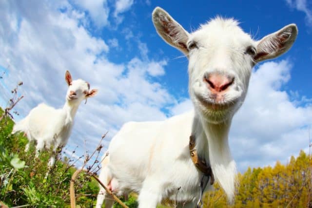 Goat Accents: Do They Have Them and Why? - Backyard Goats